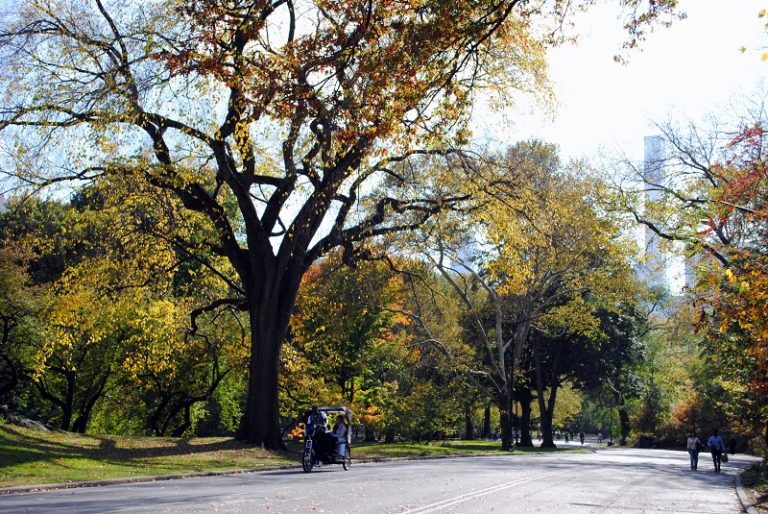 Fall Foliage A New York I Colori Dell Autunno Nella Grande Mela Sempre In Partenza